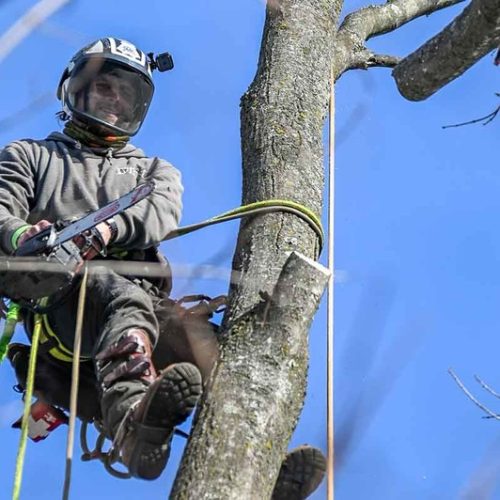 Springfield Tree Removal Experts Ensuring Safe and Clean Work